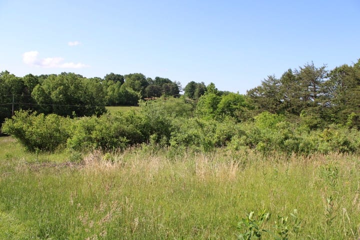 overgrown blueberry bushes