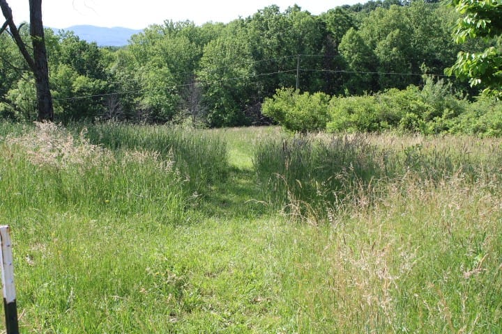 path to the blueberry bushes