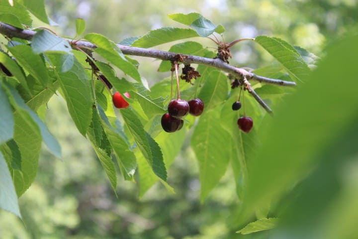 cherries on a cherry tree