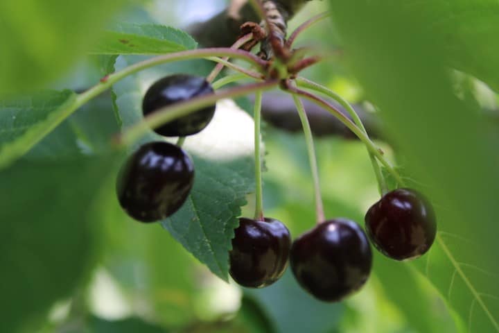 cherries on a cherry tree