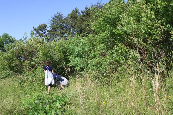 kids clearing out the blueberry bushes
