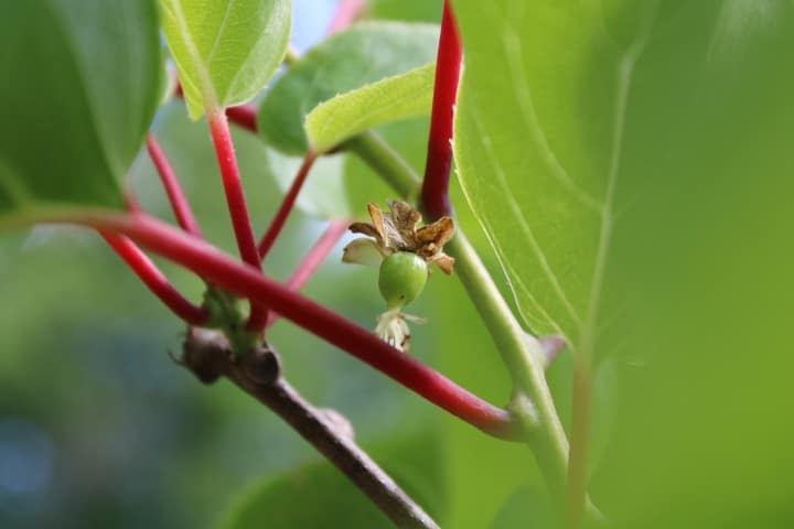tiny kiwi forming on a plant
