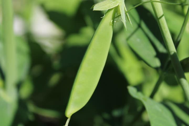 a pea pod growing 2 inches long