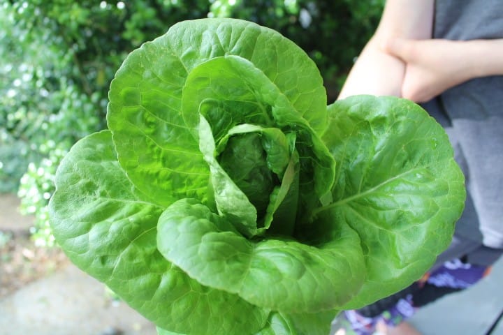 huge lettuce head