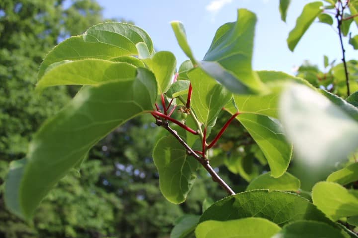tiny kiwi forming on a plant