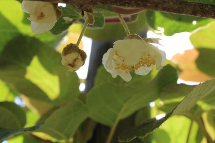 kiwi flowers