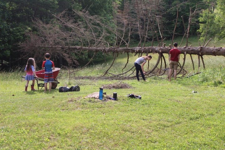kids work to cut limbs from Norway spruce