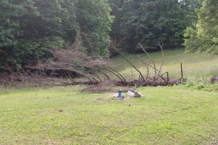 fallen Norway spruce tree