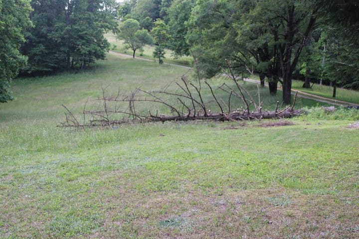 Norway spruce almost all cut up
