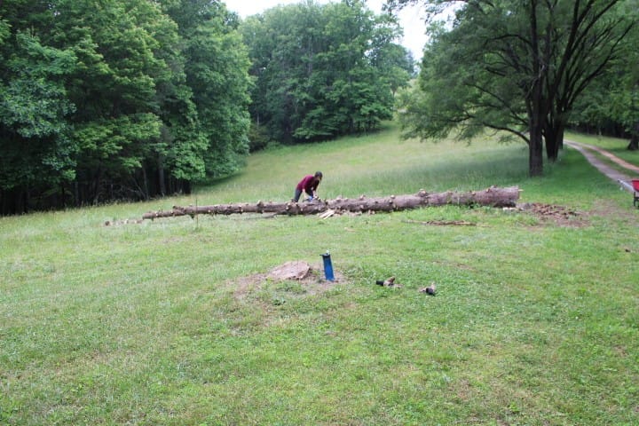 norway spruce all de-limbed and lying on the ground