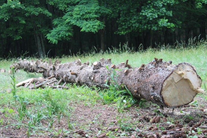 Norway spruce all delimbed