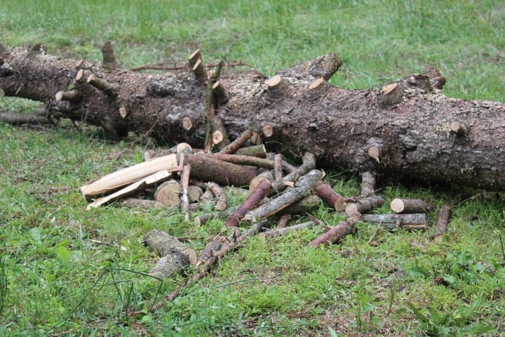 Norway spruce with pile of wood next to it