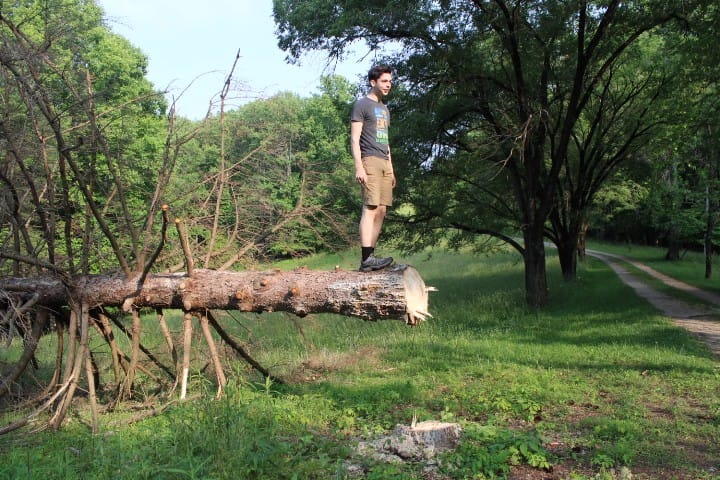 15 year old on Norway Spruce tree