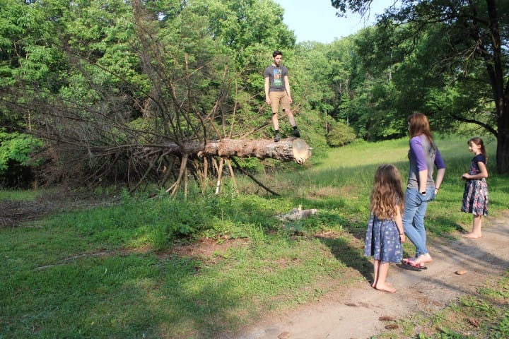 siblings watch brother on fallen Norway spruce tree