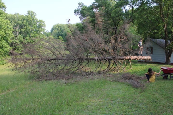 fallen Norway spruce tree