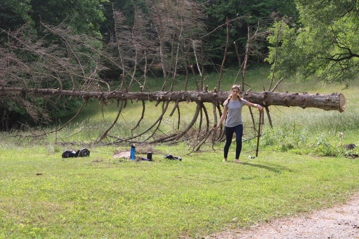 Norway spruce cut down