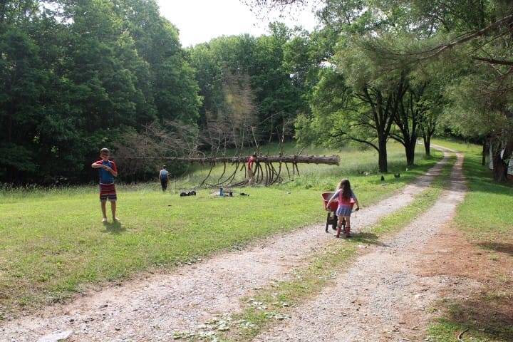 kids delimbing Norway spruce tree