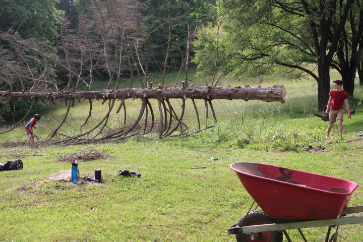 de-limbing norway spruce tree