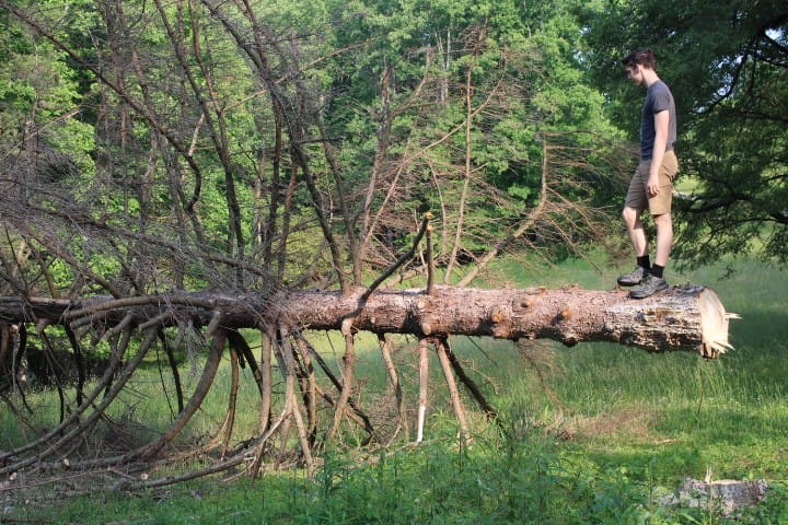Norway spruce cut down