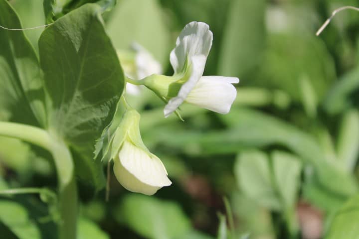 white pea pod flowers