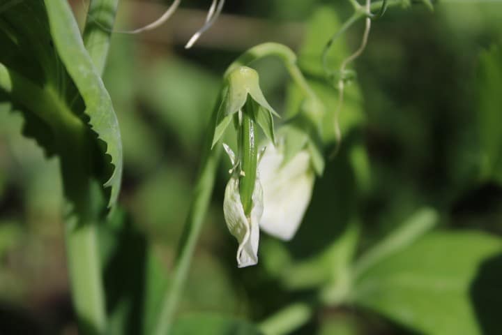 a pea flower about to drop off with a pea pod forming behind it