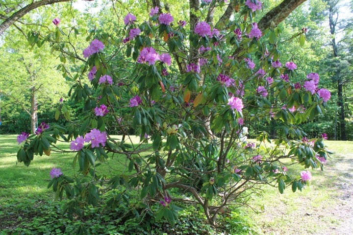 rhododendron blooming