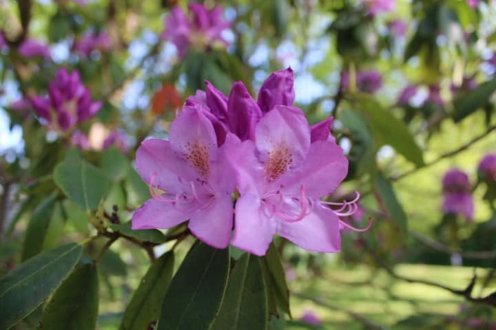 close up of rhododendron just starting to bloom.