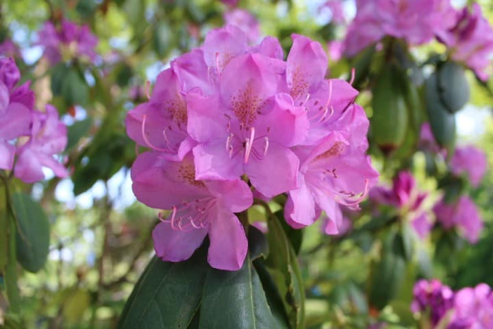 close up of rhodedendrom