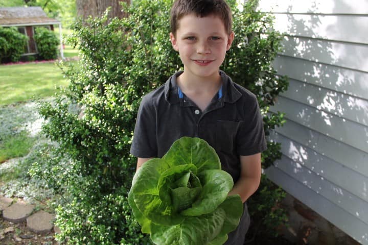 boy holds a huge lettuce head he grew