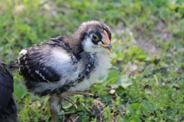 cute black and white chick