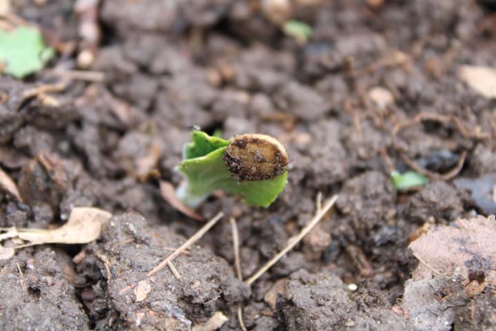 a squash plant 1/2 inch high