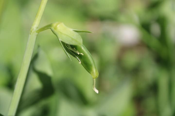 a pea pod just forming