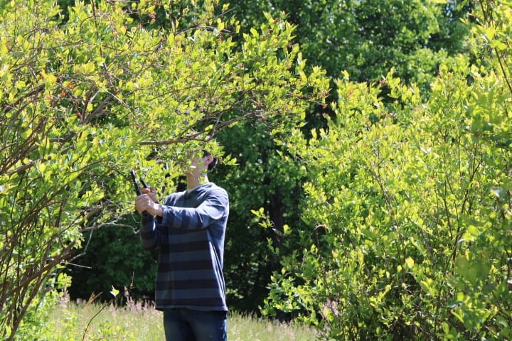 A 15 year-old boy trims tall blueberry bushes.