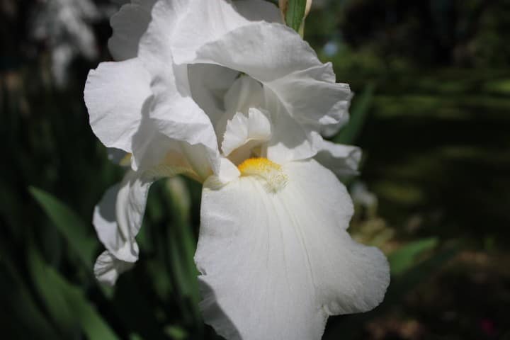 close up of white iris blooming