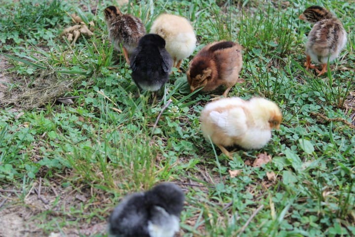 chicks playing in the yard
