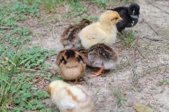 chicks playing in the yard