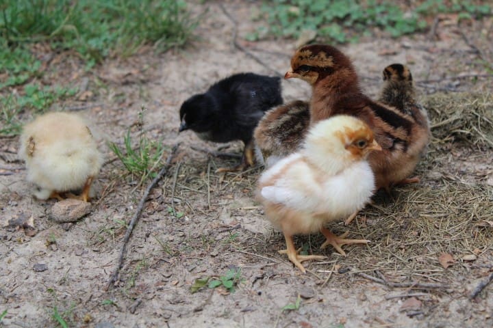 baby chicks playing in the yard