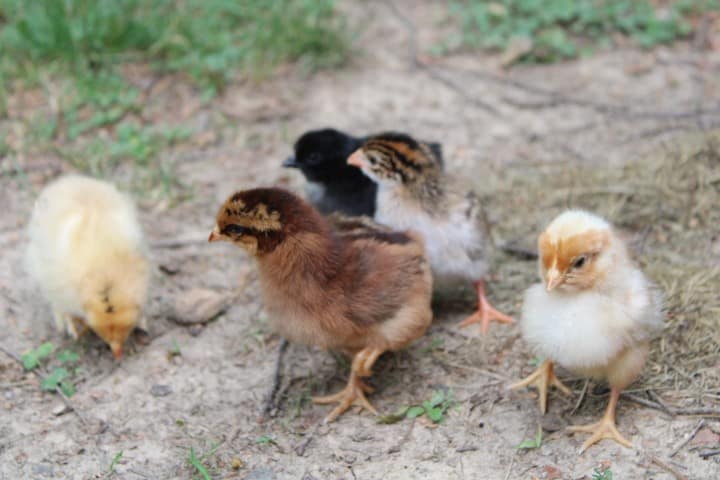chicks playing in the yard