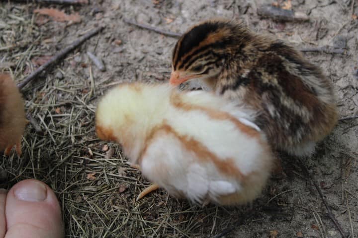 two baby chicks pecking the ground