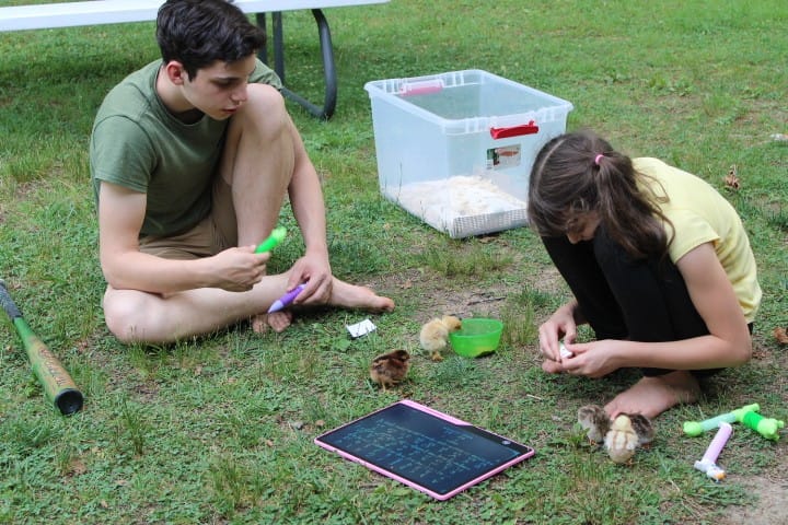 brother and sister playing with chicks outside