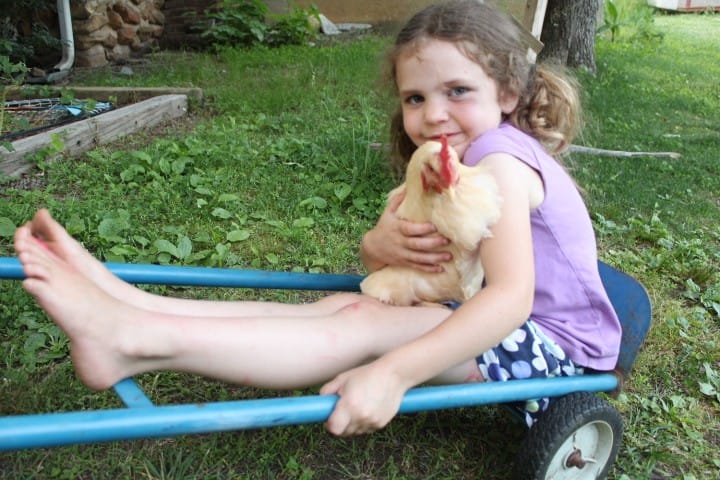 5 year old holds chicken while being pulled on a dolly