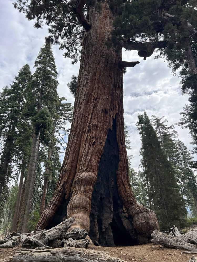 grizzly giant
