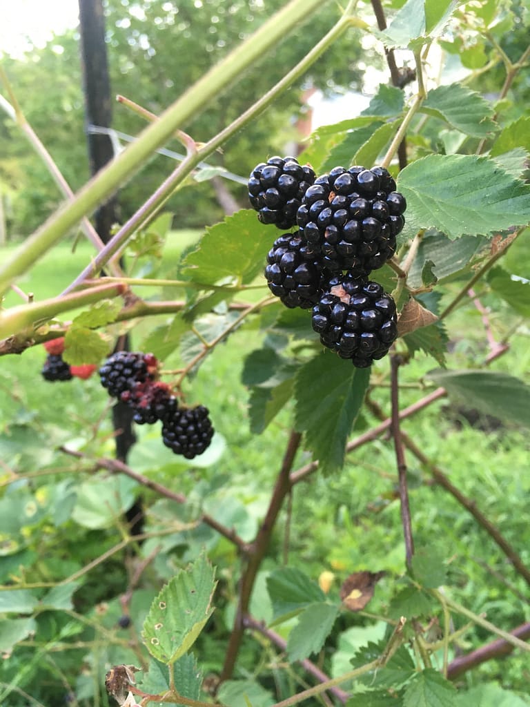A blackberry bush with 4 huge blackberries on it
