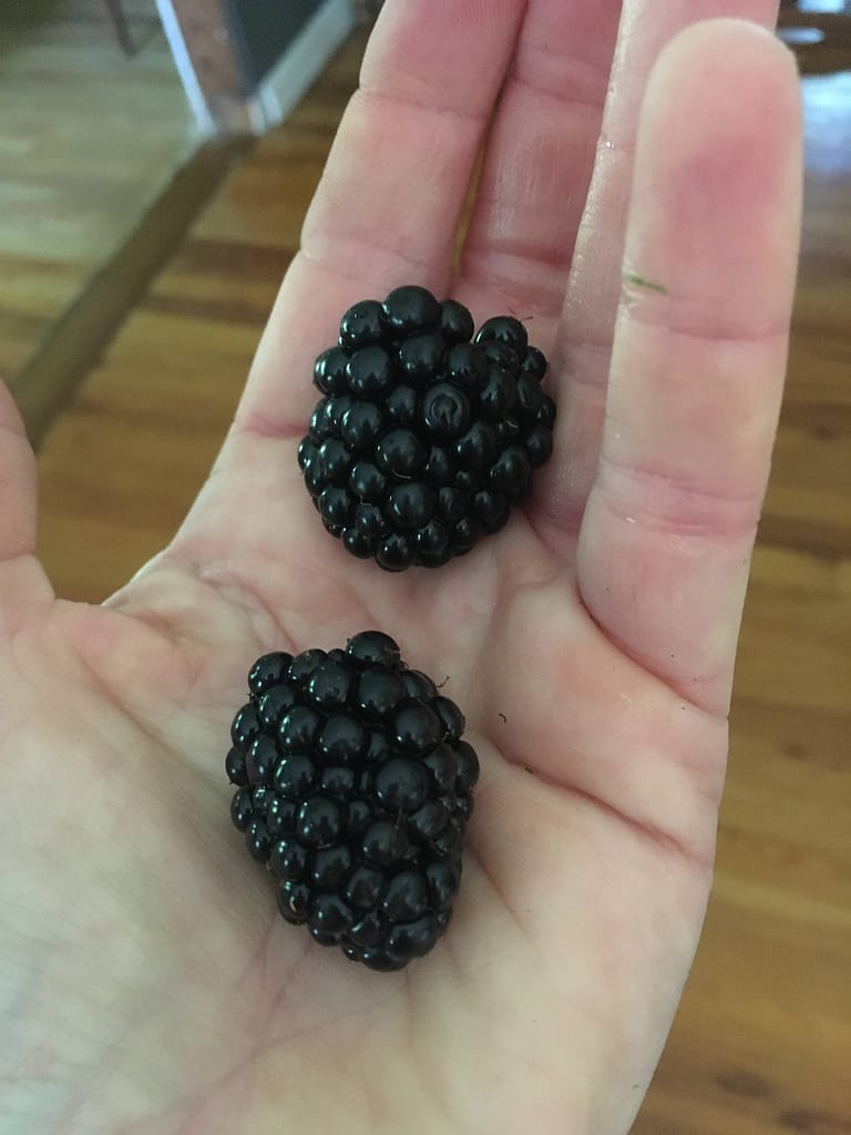 Two huge blackberries in the palm of a left hand.