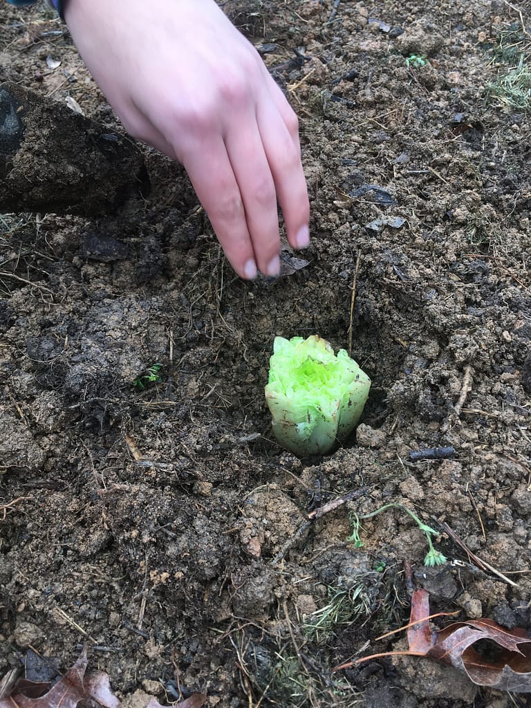 a romaine lettuce core in a hole for planting
