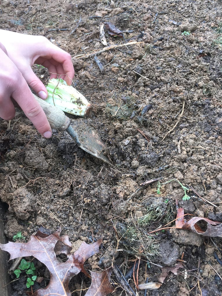 digging a hole and planting a romaine lettuce core