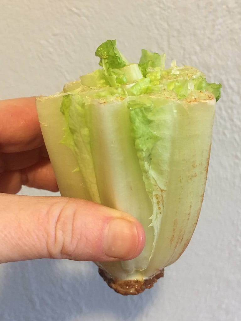 lettuce core ready for planting