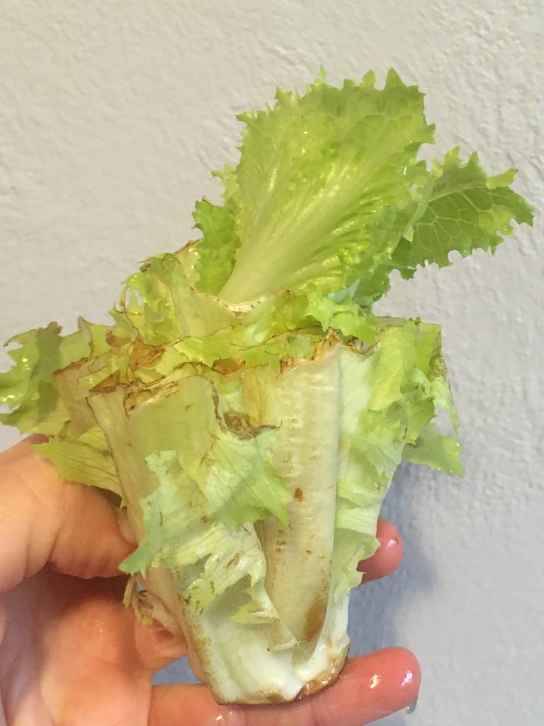 romaine lettuce core sprouting new lettuce leaves