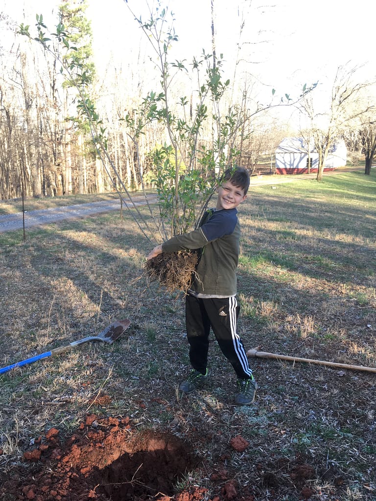 boy planting a forsythia bush