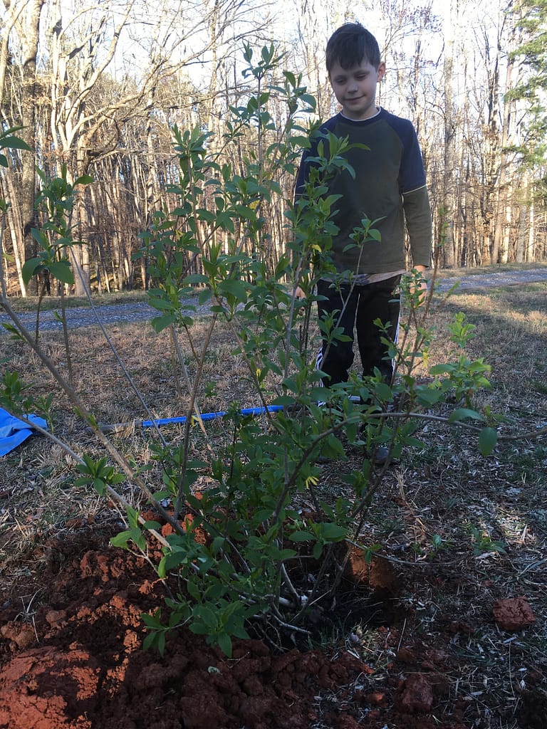 boy planting a forsythia